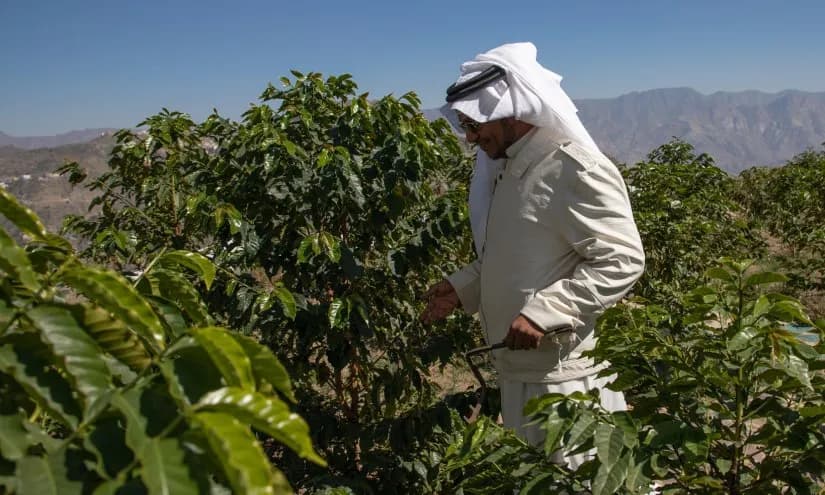 Культивируя успех: смелые инвестиции Саудовской Аравии в кофе и мировой рынок