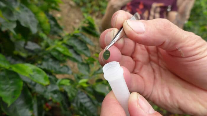 World Coffee Research Launches Open-Access Database for Arabica Coffee Genetic Fingerprints