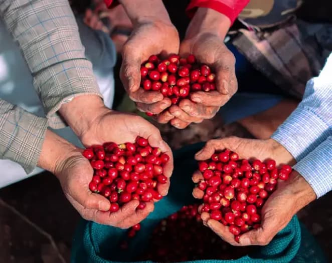 Experience Yemeni Coffee Magic: National Auction on January 11-12, 2024 – Stay tuned