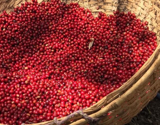The Lifecycle of Coffee..From Tree to Cup
