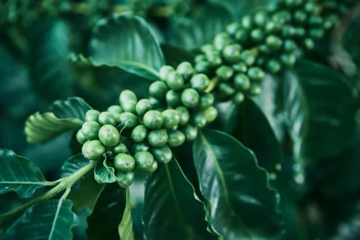 What we know about Innovea Global Coffee Breeding Network?