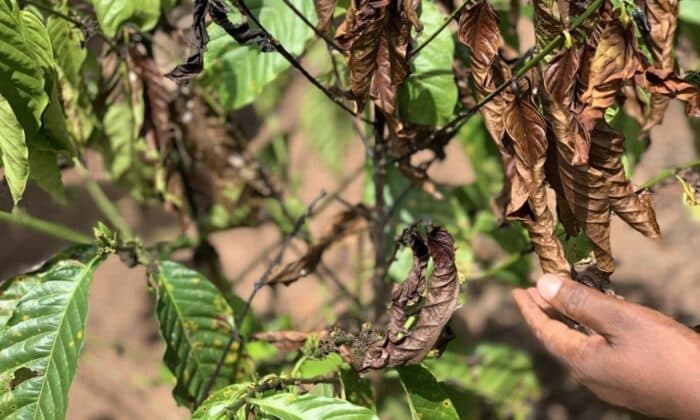 Initiative for coffee&climate Set to Illuminate Coffee Farming Realities in Climate Symposium