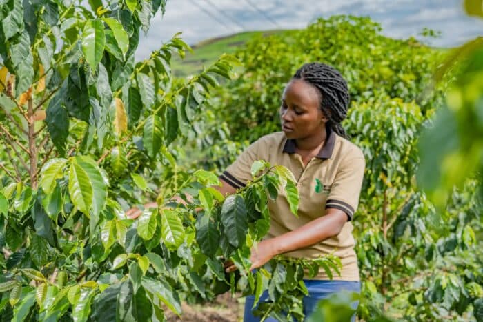 World Coffee Research Boosts Uganda’s Coffee Production Goals through Nursery and Seed Lot Development