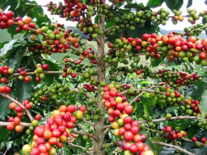 Exploring the Coffee Chronicles: Unveiling DRWakefield’s 2023 Coffee Market Report