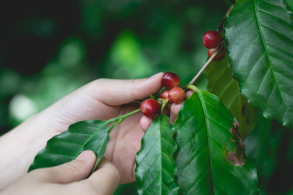 Партнерство по устойчивому развитию обеспечивает доступ кофе из Папуа-Новой Гвинеи на рынок ЕС