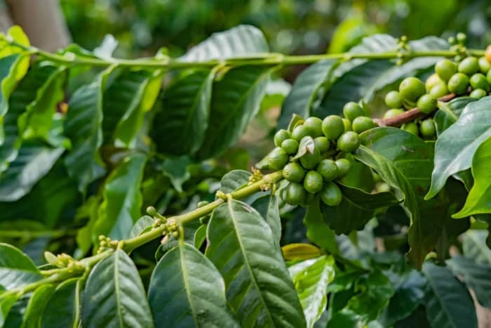 New, More Complete Arabica Genome Unveiled by Italian Consortium for Effective Variety Development