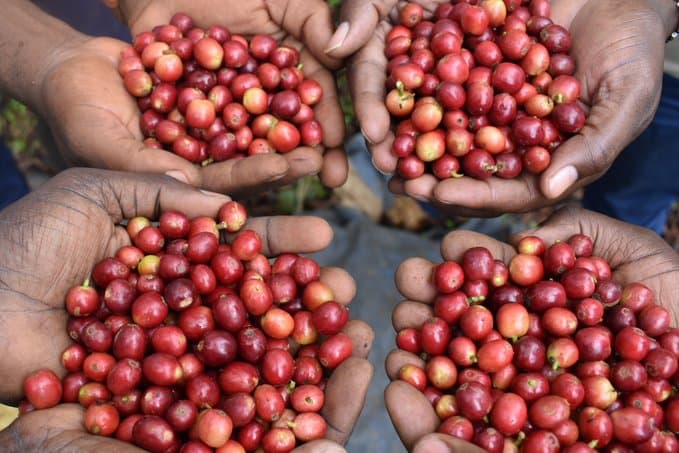 Рекордный рост экспорта кофе из Уганды: основные моменты отчета за май 2024 года