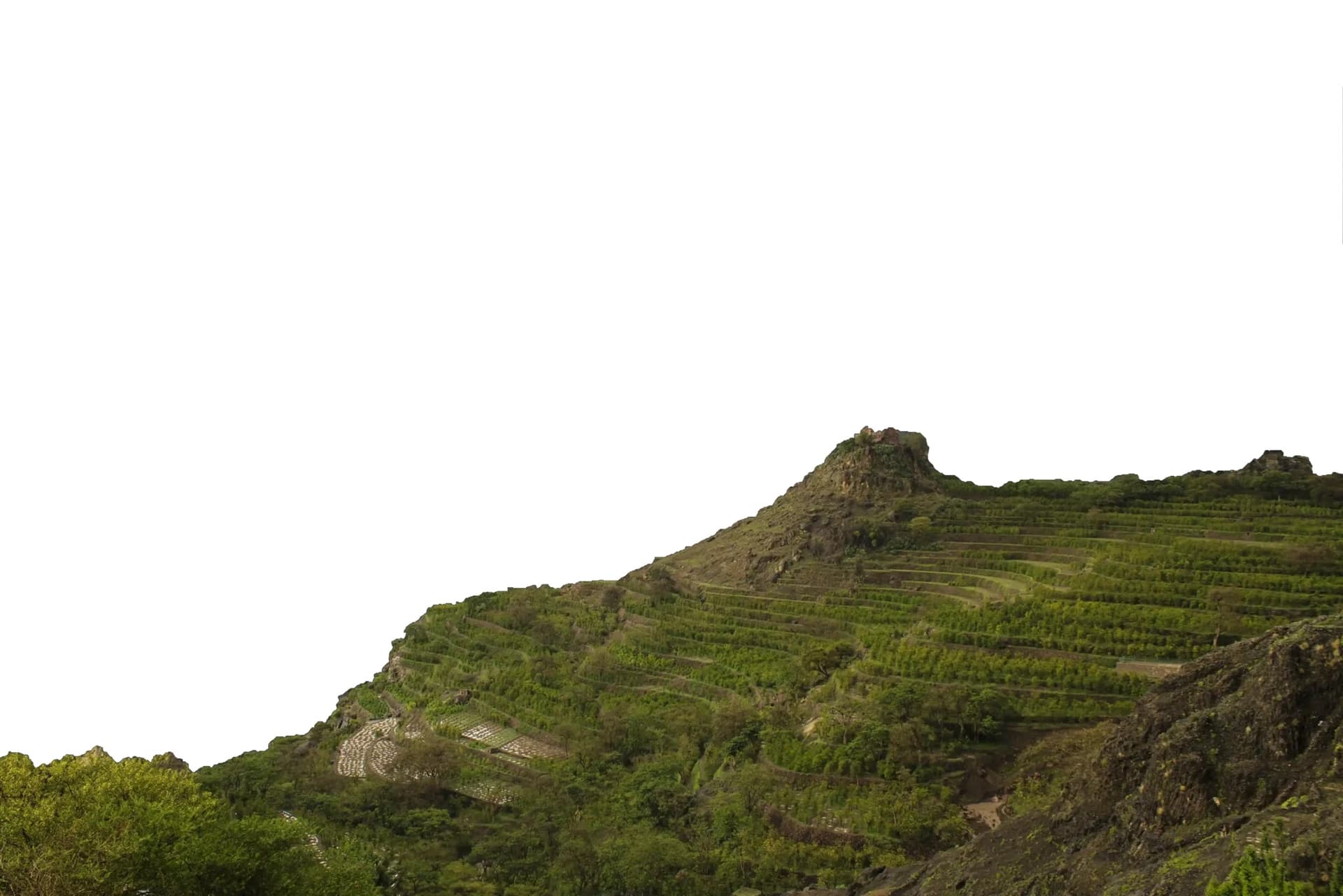 Проект “Возрождение Мокко”: Возрождение кофейных сообществ в Йемене