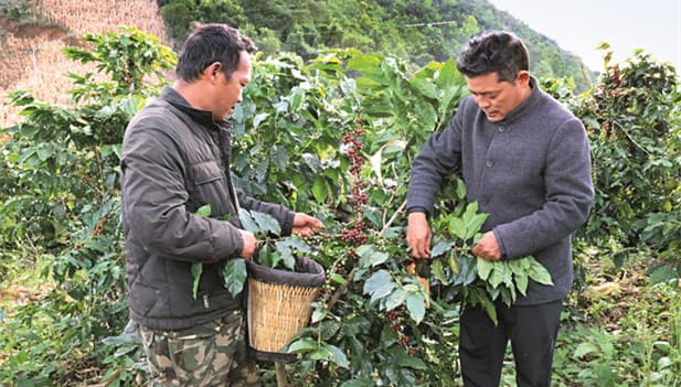 Аромат кофе Нуцзян распространяется по всему миру