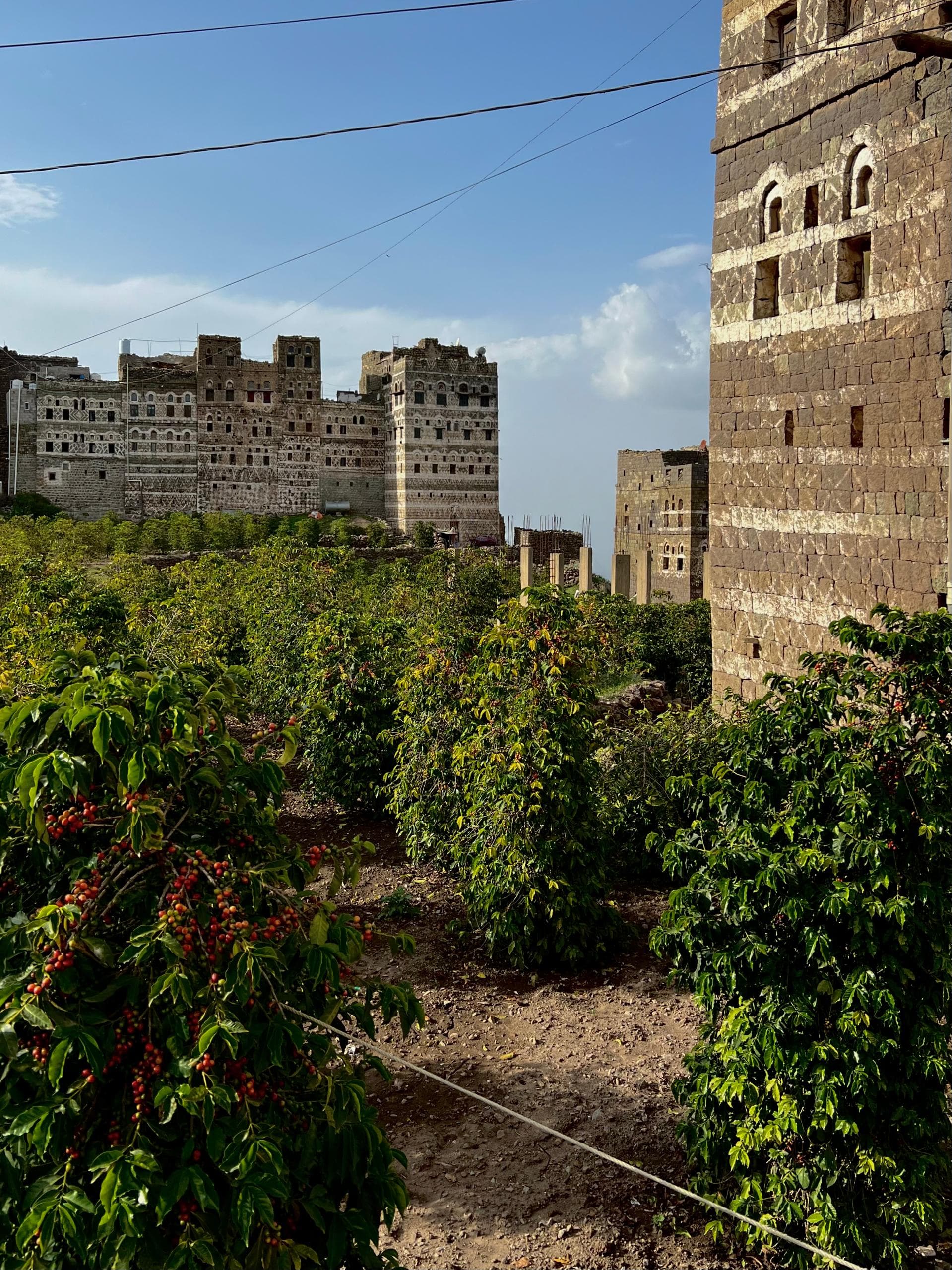 Международный день кофе: Путешествие напитка из Йемена в мир