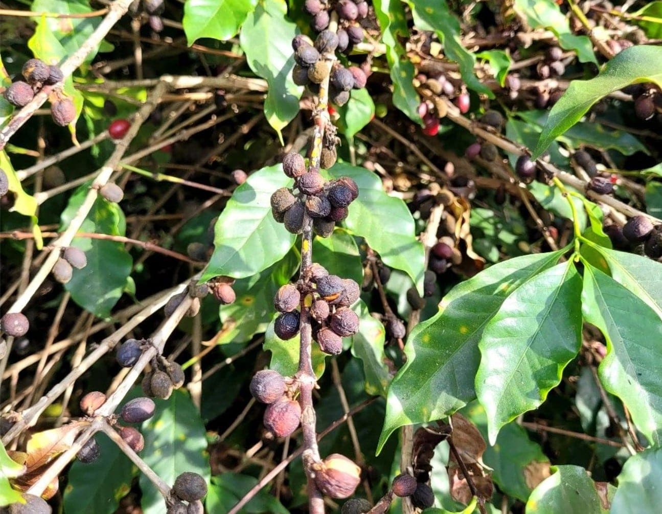 Кофейная отрасль Бразилии продолжает сталкиваться с климатическими вызовами