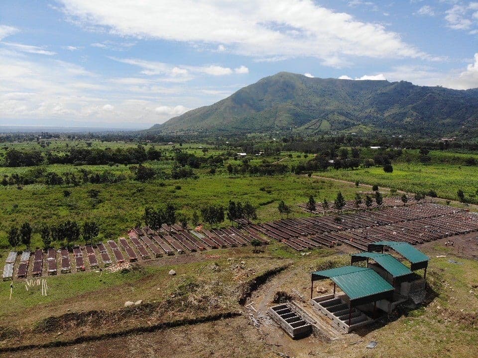 Uganda’s 2023/24 Coffee Season: Record Exports and Shifting Fortunes for Robusta and Arabica