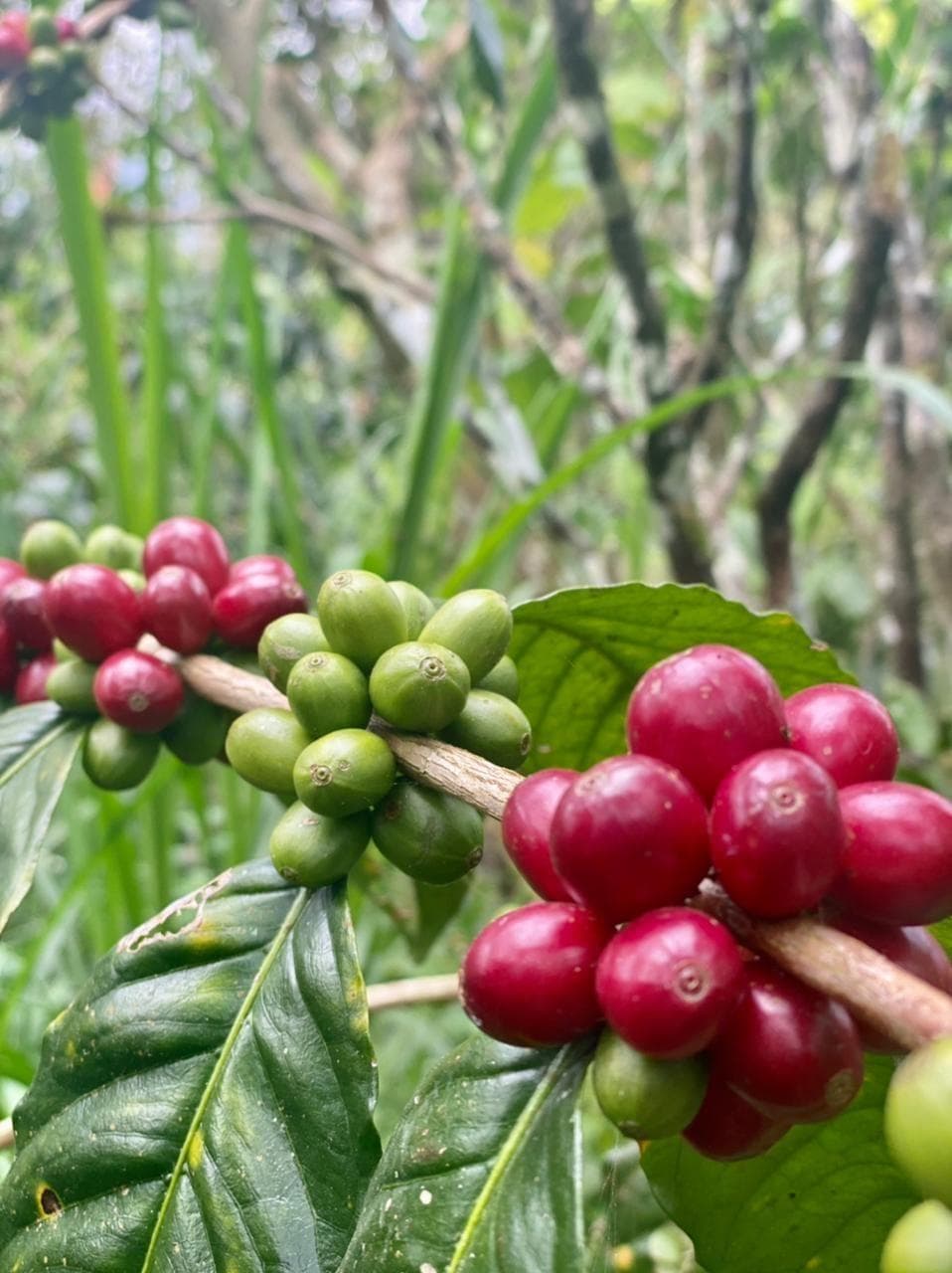 Изменение климата и кофе: неопределённое будущее арабики в Бразилии