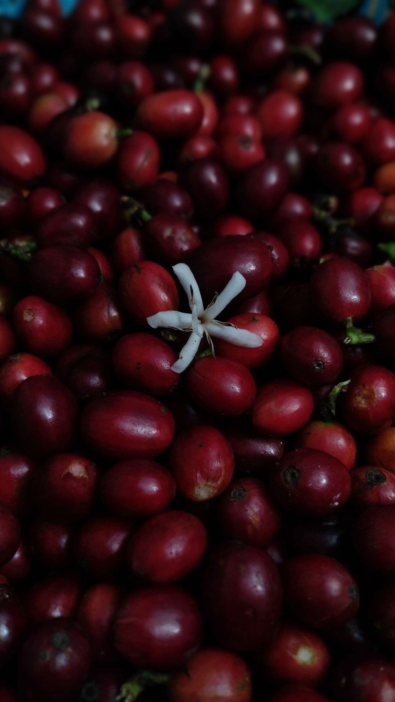 Coffee Prices Hit 47-Year High on Brazil Crop Concerns