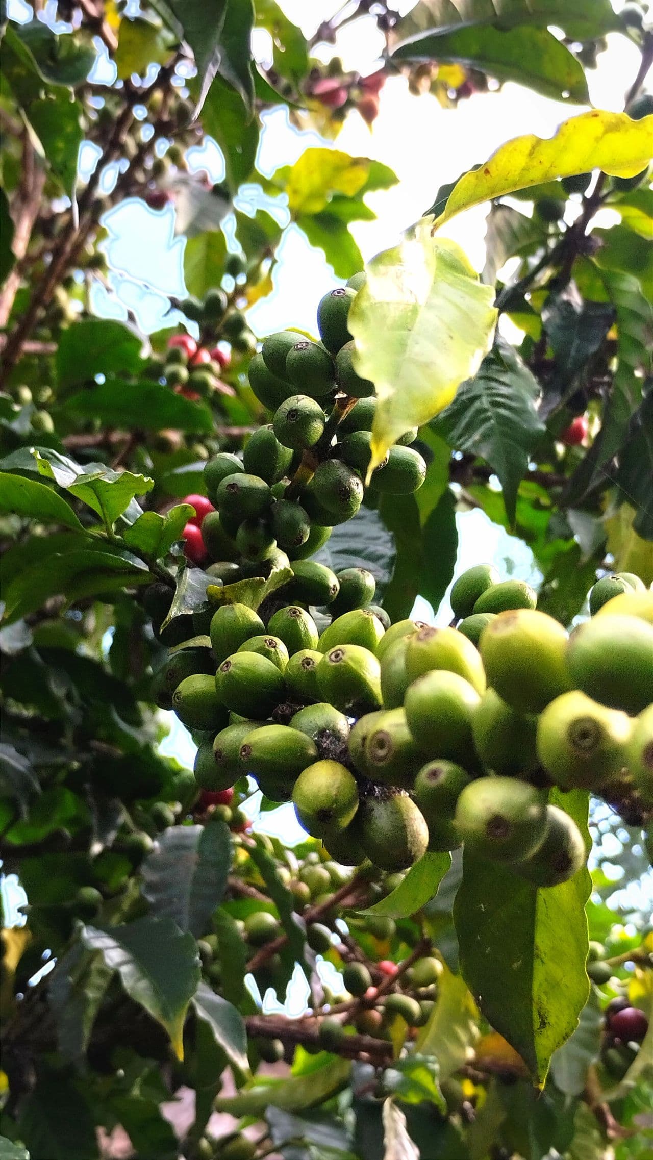 Цены на кофе падают в начале ноября на фоне увеличения предложения из Бразилии — что ждет рынок?