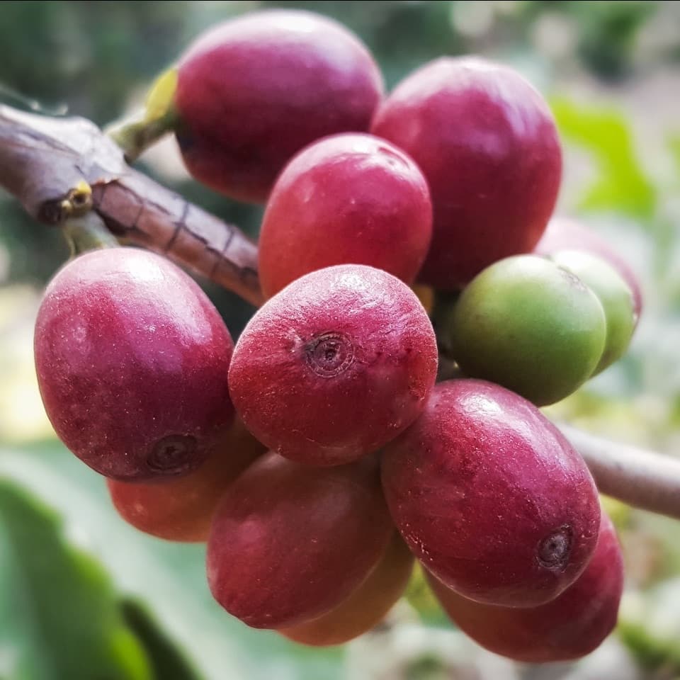 Цены на кофе арабика растут из-за опасений засухи в Бразилии и задержек урожая во Вьетнаме