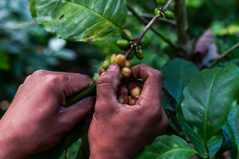 Фьючерсные контракты на кофе достигли максимума с 1970-х годов на фоне глобальных перебоев с поставками