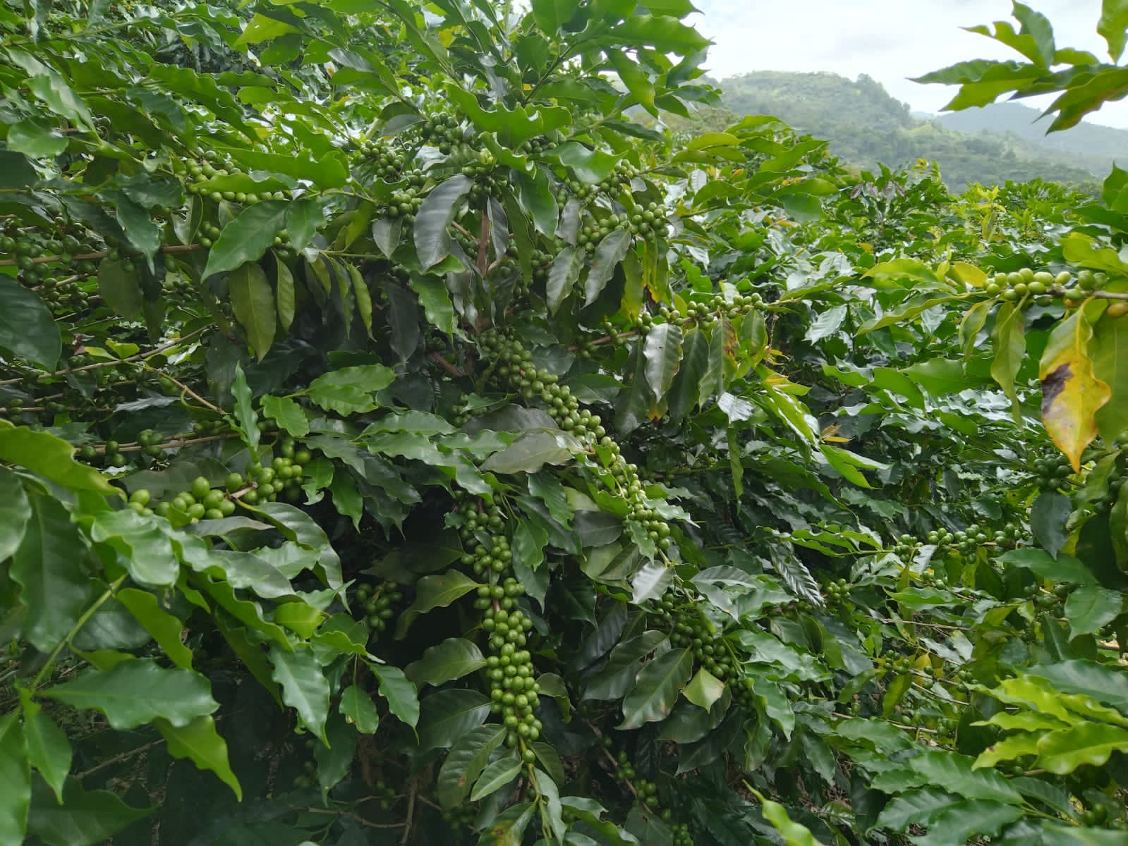 Сотрудничество для продвижения регенеративного сельского хозяйства в кофейном секторе Мексики