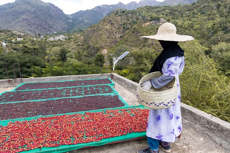 Снижение цен на кофе благодаря улучшению погодных условий в ключевых регионах