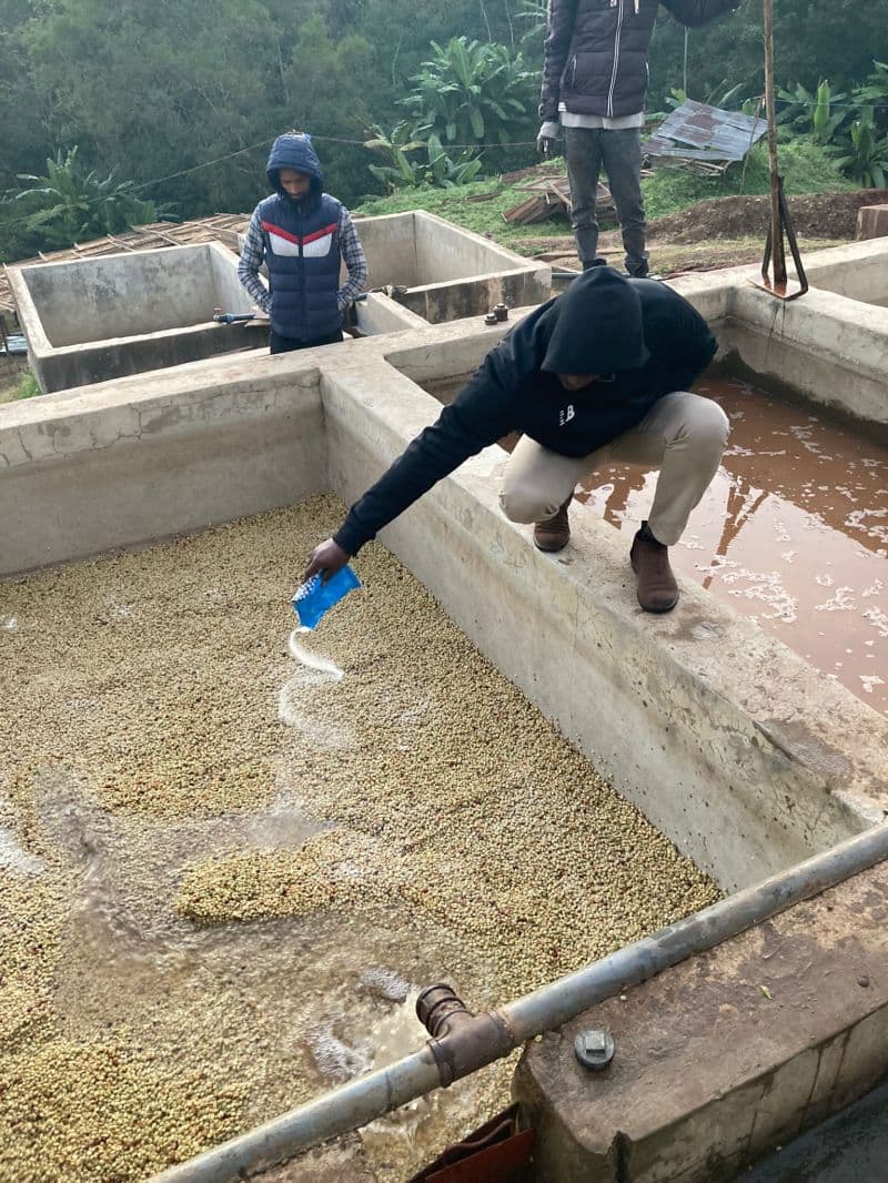 Добавки и ингредиенты в постсборочной обработке кофе: меняется ли идентичность зелёного зерна?