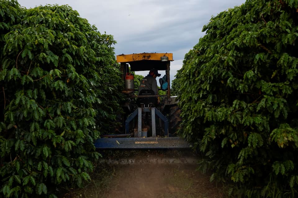 Brazilian Coffee Farmers Embrace Expensive Irrigation to Tackle Climate Pressure