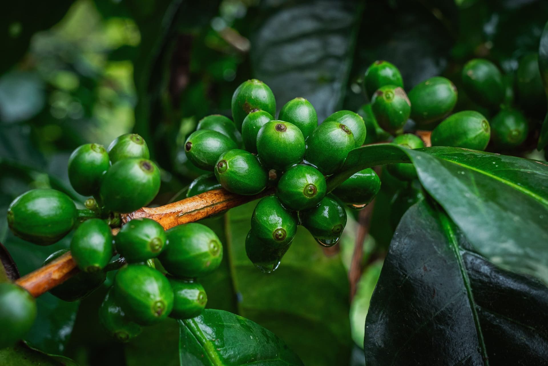 Цены на кофе снижаются на фоне прогнозов дождей в Бразилии и Вьетнаме