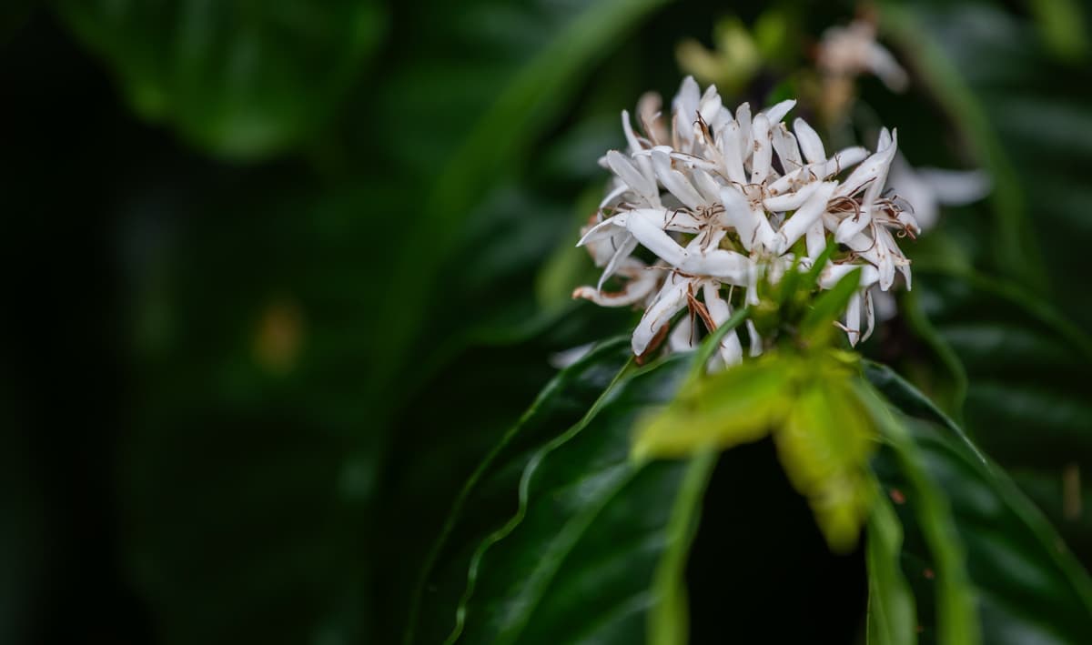 Устойчивая кофейная отрасль к 2030 году: отчёт Всемирной организации по исследованиям кофе