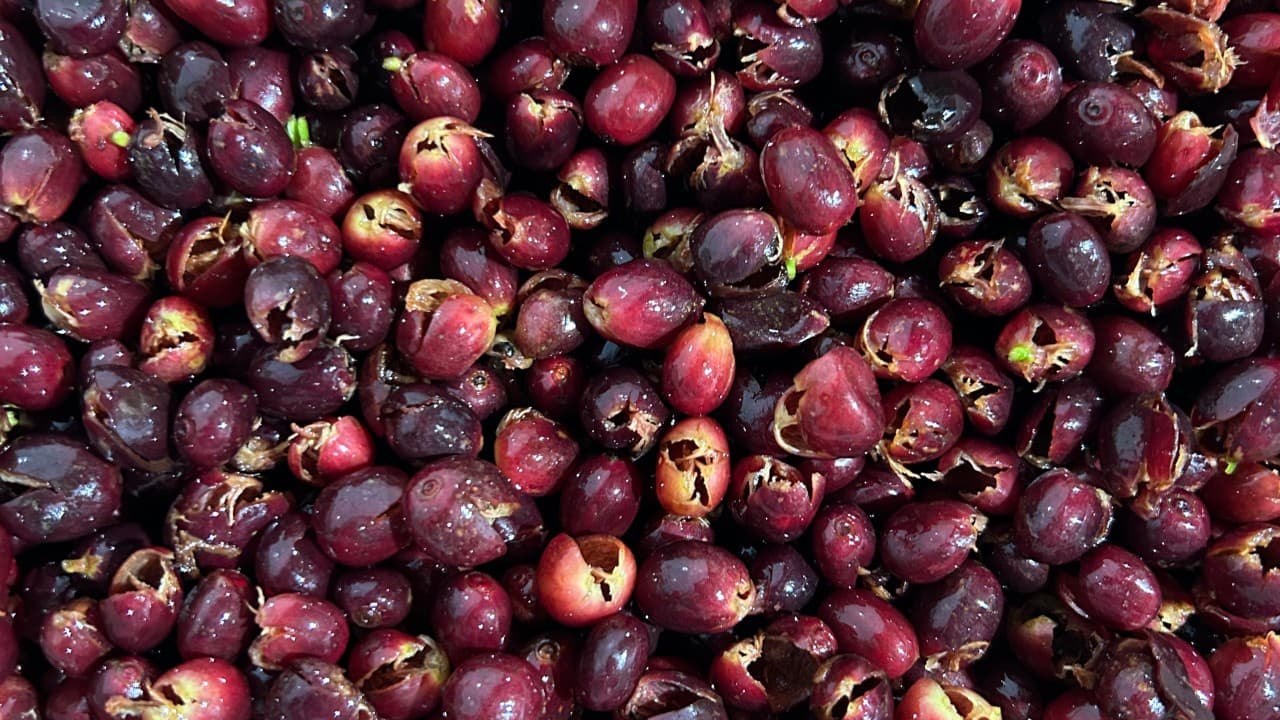 Переосмысление кофейных отходов: скрытое богатство кофейной вишни