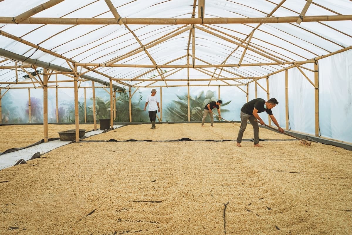 Indonesia’s Specialty Coffee Surge: A Nation on the Rise