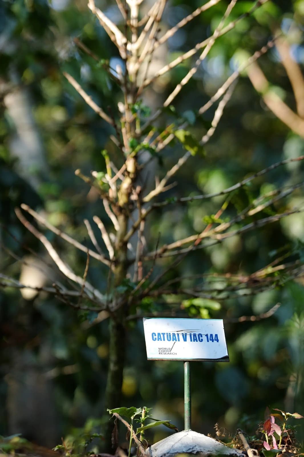 Кофейная ржавчина не знает границ: глобальное исследование показывает, как окружающая среда и генетика влияют на устойчивость арабики