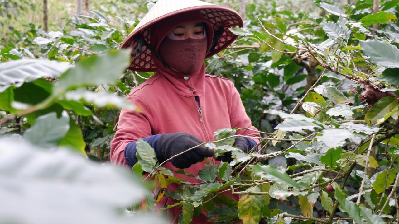 New Titans of Coffee Production