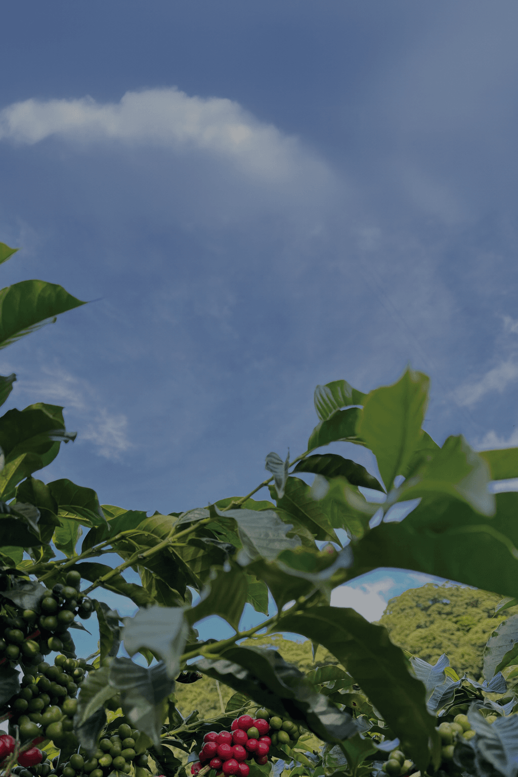 Tarrazú: Costa Rica’s Highland Coffee That Captivates the World