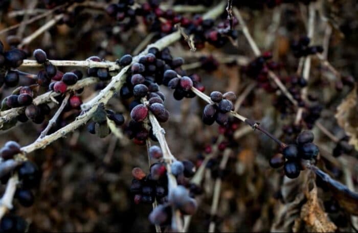 Geadas atingem cafezais no Cerrado Mineiro e preocupam produtores