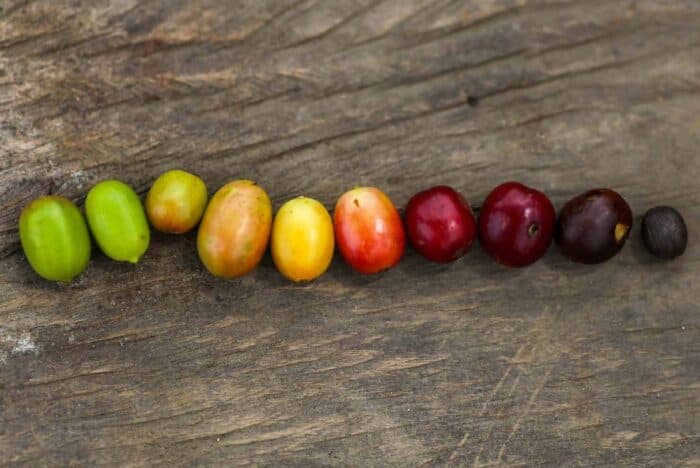 Anaerobic Fermentation Transforms Unripe Coffee Cherries into Specialty-Grade