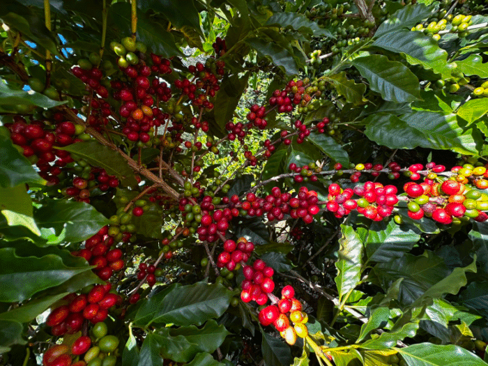 Coffee Prices Plunge on Rain Forecasts for Brazil