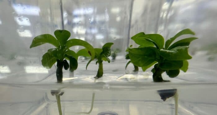 The Future of Arabica: Between Climate Threats and Breeding Innovations