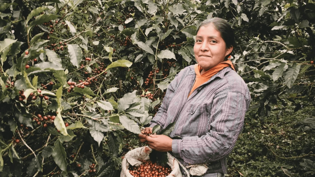 Достоинство прежде вкуса: почему первый критерий в кофе не в чашке