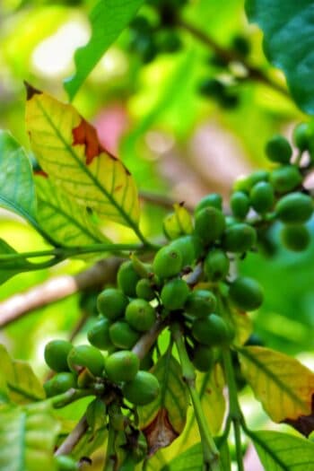 Why Coffee Prices Are Rising — And What It Means for Consumers?