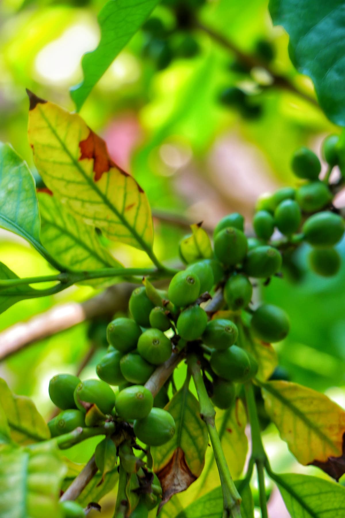 Почему растут цены на кофе и что это значит для потребителей?