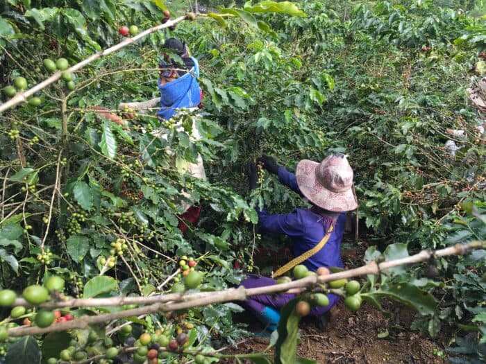 Vietnam on the Brink of a Thriving Coffee Season: Higher Yields and Greener Practices
