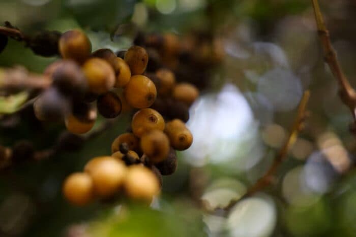 Arabica Coffee Prices Dip as Brazil Rains and Tariff Talks Pressure Market