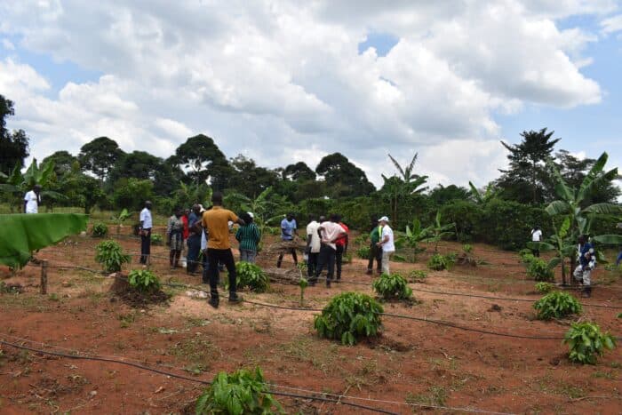 Uganda Projects 558,000-Ton Coffee Crop, a 15% Increase for 2025/2026