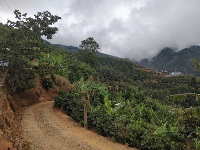 First Look at the Central America Coffee Harvest 2025 / 2026