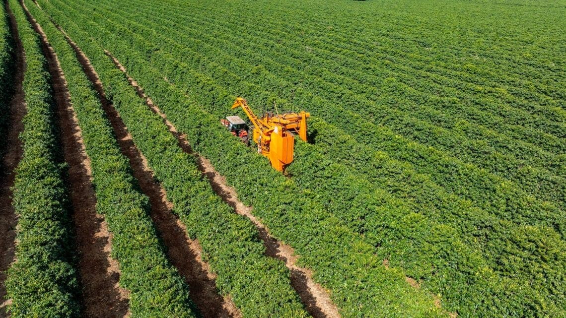 Саудовская Аравия планирует увеличить производство кофе в десять раз через программу «Сауди Риф»