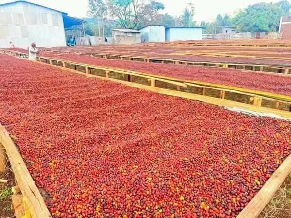 تقرير سوق القهوة العالمية: إنتاج قياسي وسط تحديات الإمدادات