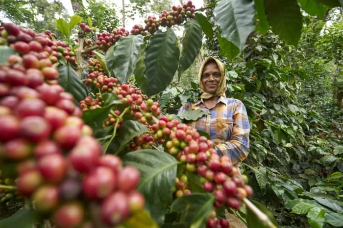 Indian Coffee Export Earnings Set to Surpass $2 Billion in 2025