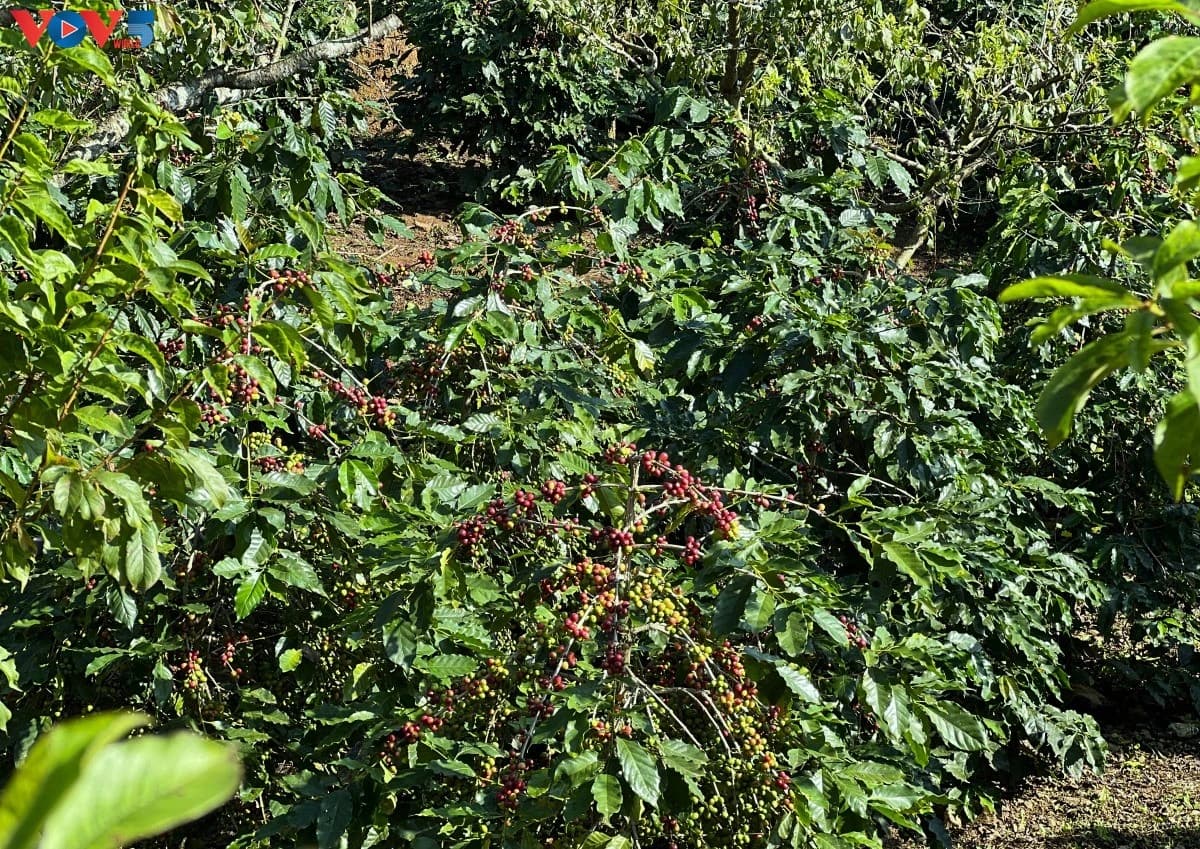 Arabica Coffee Drives Economic Development in Tiengan Ward