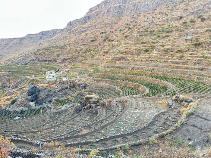 Хараза: как высокогорное земледелие формирует характер йеменского кофе