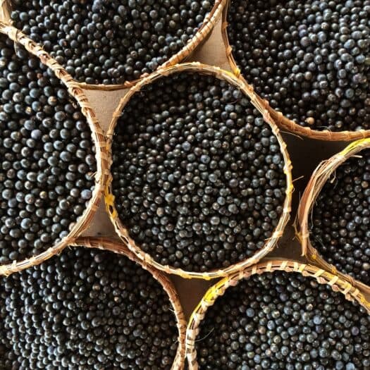 سامبازون تجلب الأساي العضوي إلى دبي رافعة ثقافة العافية