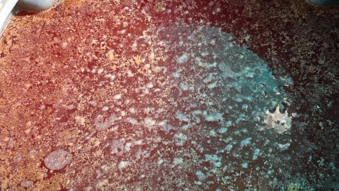 Invisible Microbes: Shaping Coffee, Soil & Health